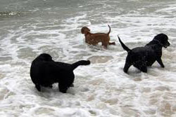 dog beach nantucket, link to Nantucket pet travel information for the area and tips on how to care for your pet on the beaches in Nantucket, near Martha's Vineyard, and more!