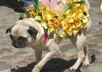 nantucket daffodil festival