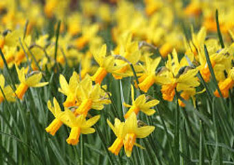 nantuucket daffodil festival
